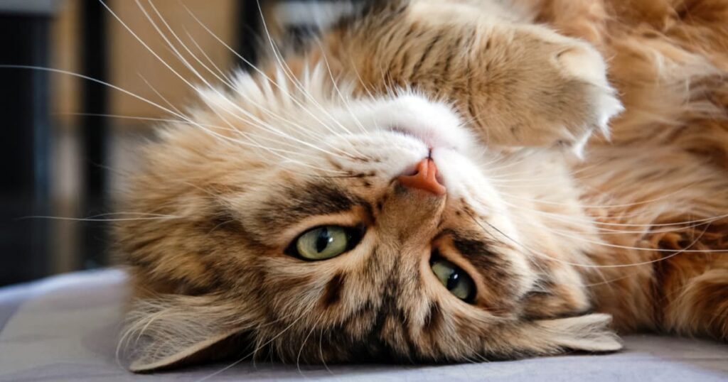 Top 10 Fluffy Cat Names: Embracing Your Feline Friend's Cozy Charm ...