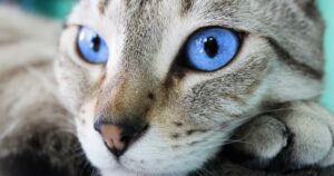names for blue cats