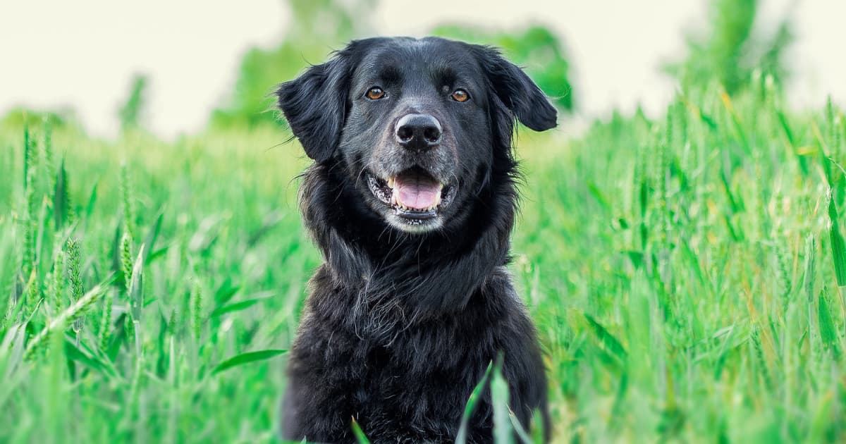 Literary Dog Names